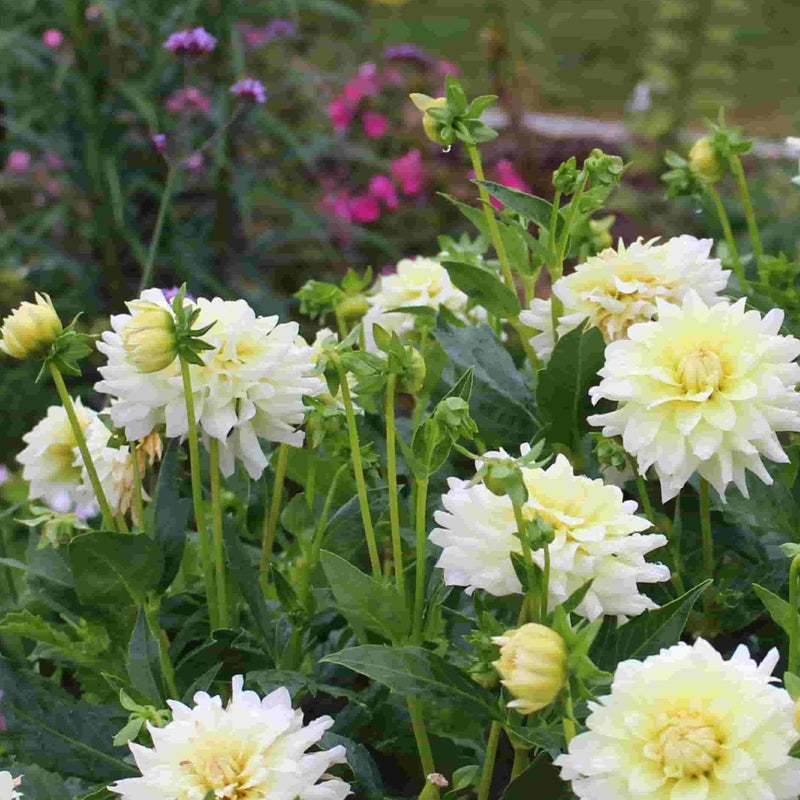 FernsFly Flower Bulb Snow Country - Dahlia Bulbs Buy Dahlia Flower Bulbs Online