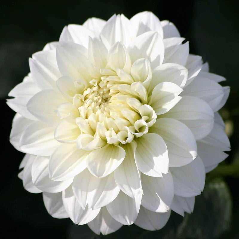 FernsFly Flower Bulb Snow Country - Dahlia Bulbs Buy Dahlia Flower Bulbs Online