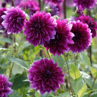 FernsFly Flower Bulb Thomas Edison - Dahlia Flower Bulbs Buy Flower Bulbs, Thomas Edison Dahlia Bulbs Online