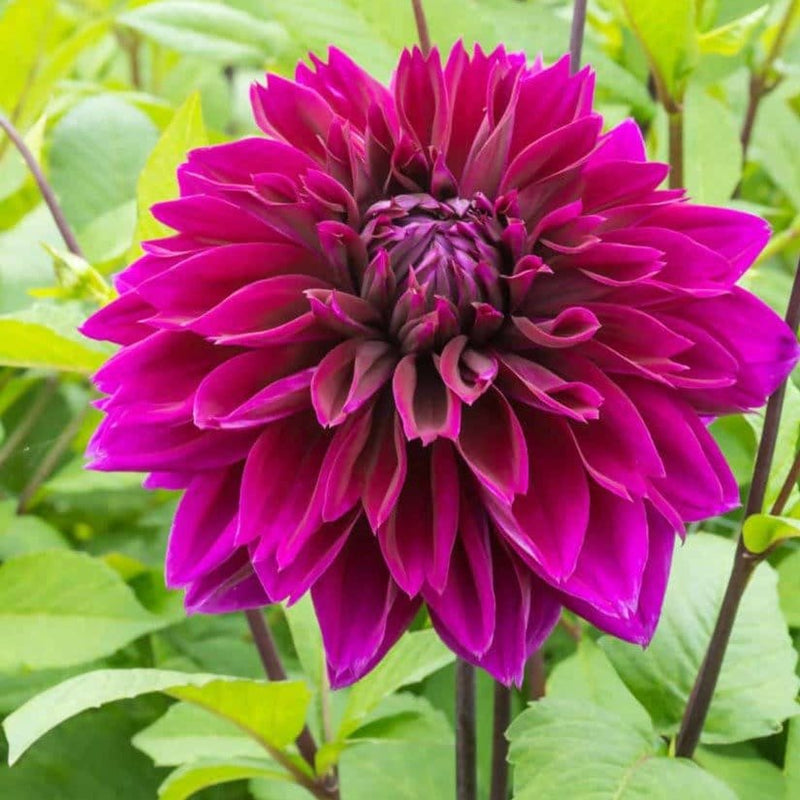 FernsFly Flower Bulb Thomas Edison - Dahlia Flower Bulbs Buy Flower Bulbs, Thomas Edison Dahlia Bulbs Online