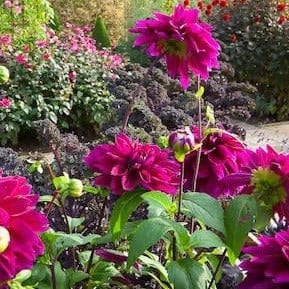 FernsFly Flower Bulb Thomas Edison - Dahlia Flower Bulbs Buy Flower Bulbs, Thomas Edison Dahlia Bulbs Online