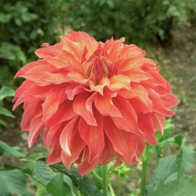 FernsFly Flower Bulb Wyn Moonlight Sonata- Dahlia Flower Bulbs Buy Hybrid Dahlia Flower Bulbs Online from Urban Plants