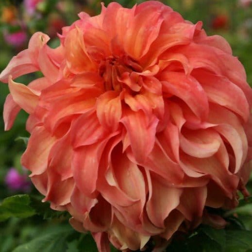 FernsFly Flower Bulb Wyn Moonlight Sonata- Dahlia Flower Bulbs Buy Hybrid Dahlia Flower Bulbs Online from Urban Plants
