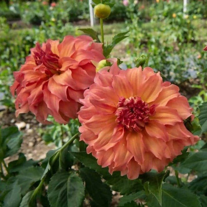 FernsFly Flower Bulb Wyn Moonlight Sonata- Dahlia Flower Bulbs Buy Hybrid Dahlia Flower Bulbs Online from Urban Plants