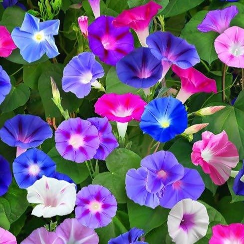 FernsFly Flowers Seeds Morning Glory Multi Mix Flower Buy Morning Glory Mix Flower Flower Seeds Online