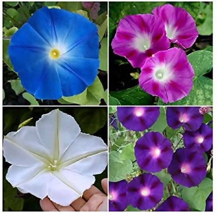 FernsFly Flowers Seeds Morning Glory Multi Mix Flower Buy Morning Glory Mix Flower Flower Seeds Online
