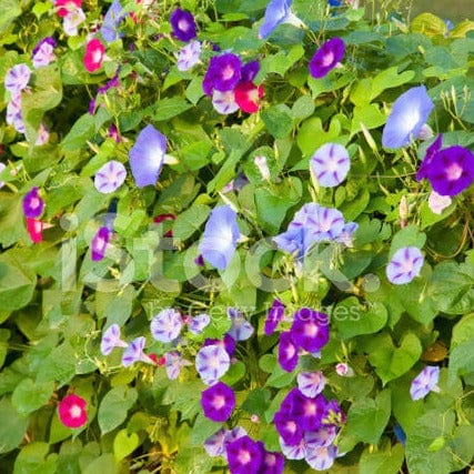 FernsFly Flowers Seeds Morning Glory Multi Mix Flower Buy Morning Glory Mix Flower Flower Seeds Online
