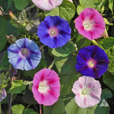 FernsFly Flowers Seeds Morning Glory Multi Mix Flower Buy Morning Glory Mix Flower Flower Seeds Online