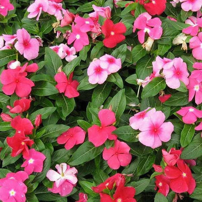 FernsFly Flowers Seeds Vince Multi Mix Flower Seed