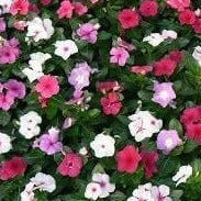 FernsFly Flowers Seeds Vince Multi Mix Flower Seed