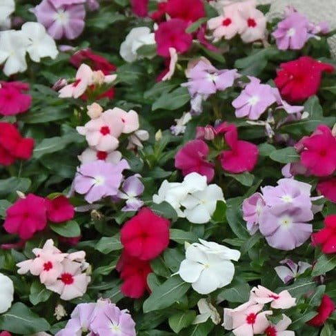 FernsFly Flowers Seeds Vince Multi Mix Flower Seed