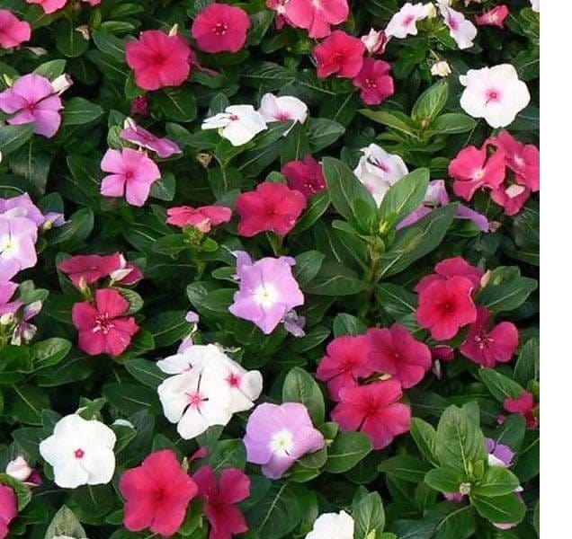 FernsFly Flowers Seeds Vince Multi Mix Flower Seed