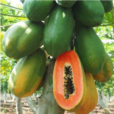 FernsFly Red Lady Taiwan Papaya seeds Taiwan Papaya 10 seeds pack