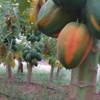 FernsFly Red Lady Taiwan Papaya seeds Taiwan Papaya 10 seeds pack