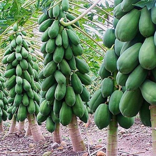 FernsFly Red Lady Taiwan Papaya seeds Taiwan Papaya 10 seeds pack