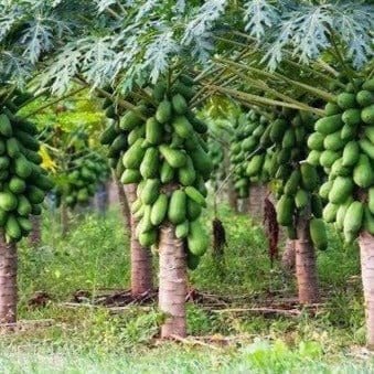 FernsFly Red Lady Taiwan Papaya seeds Taiwan Papaya 10 seeds pack