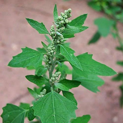 FernsFly Vegetables Bathua Leaf Seeds Buy Bathua Leaf Seeds Online 