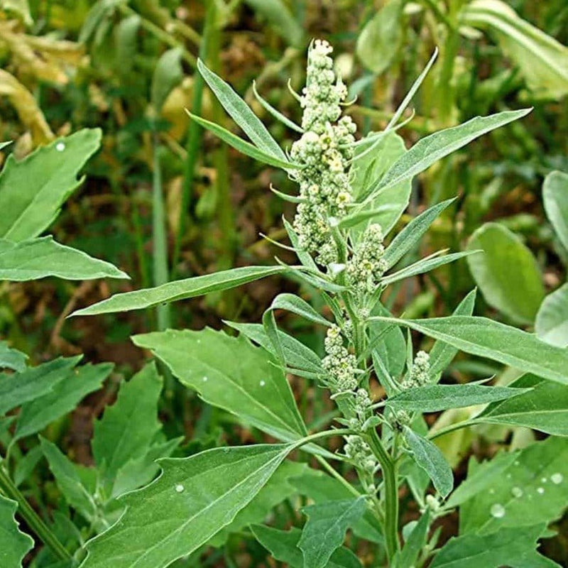 FernsFly Vegetables Bathua Leaf Seeds Buy Bathua Leaf Seeds Online