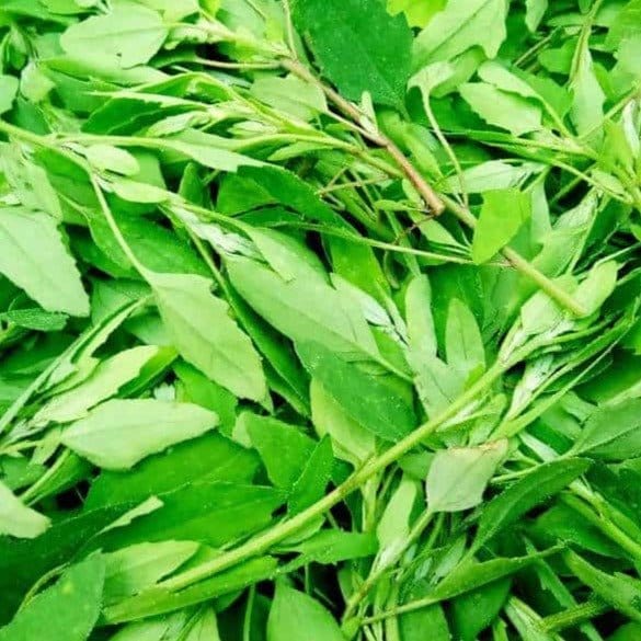 FernsFly Vegetables Bathua Leaf Seeds Buy Bathua Leaf Seeds Online