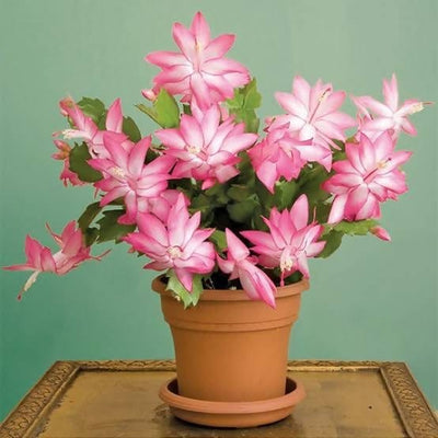 Garden_Arena? Flowering/Cactus Christmas Cactus, Schlumbergera- Succulent Plant Buy Christmas Cactus, Schlumbergera- Succulent Plant