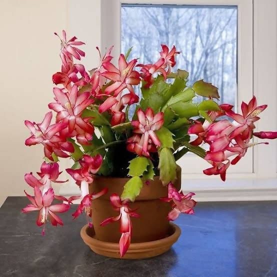 Garden_Arena? Flowering/Cactus Christmas Cactus, Schlumbergera- Succulent Plant Buy Christmas Cactus, Schlumbergera- Succulent Plant