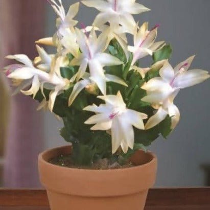 Garden_Arena? Flowering/Cactus Christmas Cactus, Schlumbergera- Succulent Plant Buy Christmas Cactus, Schlumbergera- Succulent Plant