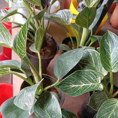 Glowing Flowers Live plant Philadendron Birkin Buy Philodendron Birkin, Indoor Plants Online