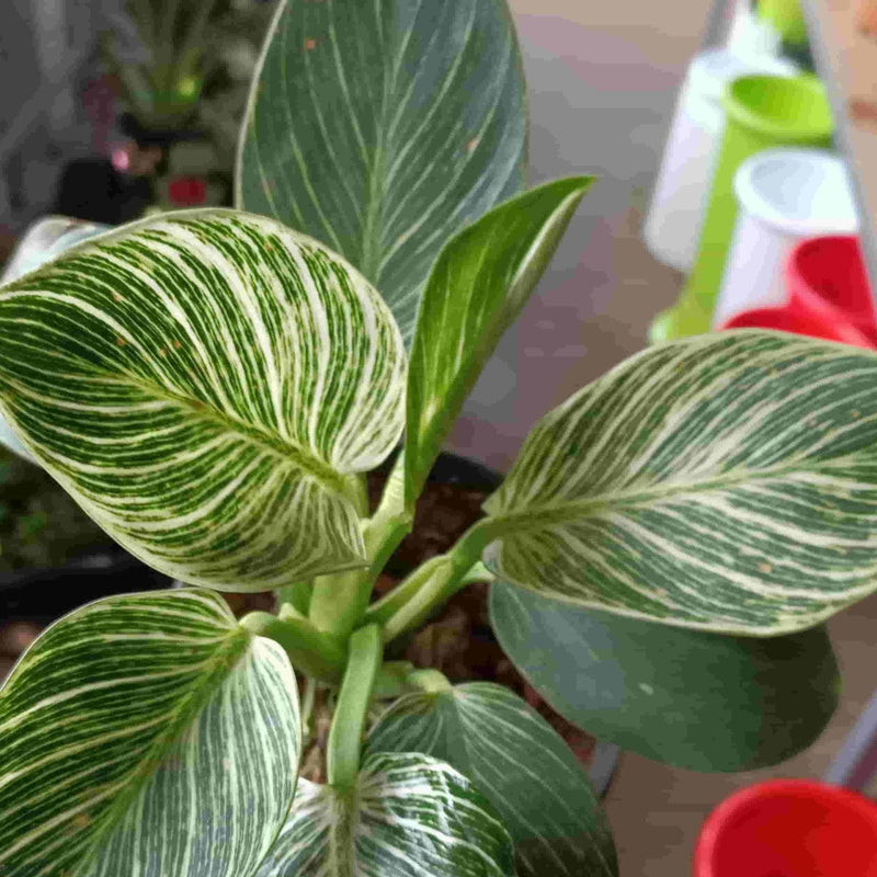 Glowing Flowers Live plant Philadendron Birkin Buy Philodendron Birkin, Indoor Plants Online