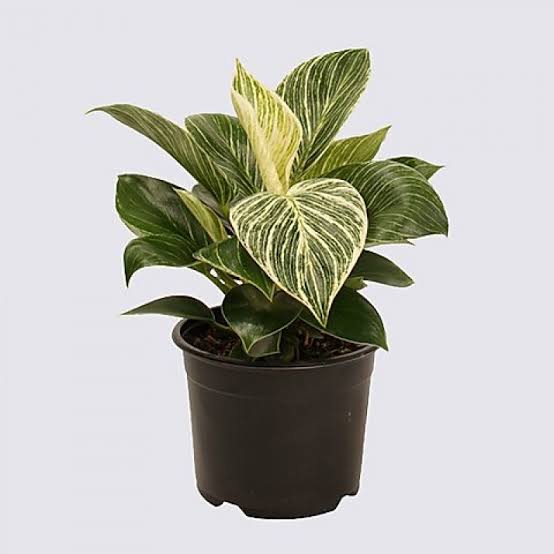 Glowing Flowers Live plant Philadendron Birkin Buy Philodendron Birkin, Indoor Plants Online