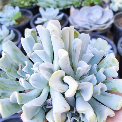 green flowers Succulent Cotyledon orbiculata White Sprite Succulent Buy Cotyledon orbiculata, White Sprite Succulent Online