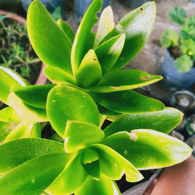 green flowers Succulent Crassula Campfire Buy Crassula Campfire Online
