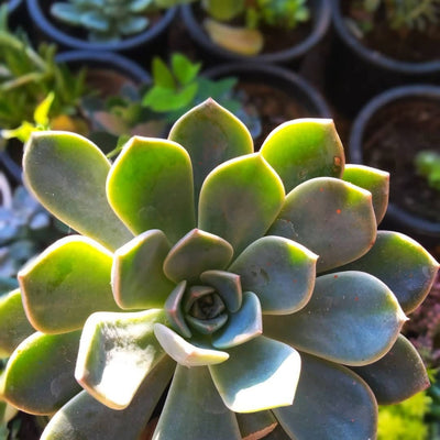 green flowers Succulent Echeveria Peacockii Buy Echeveria Peacockii Online