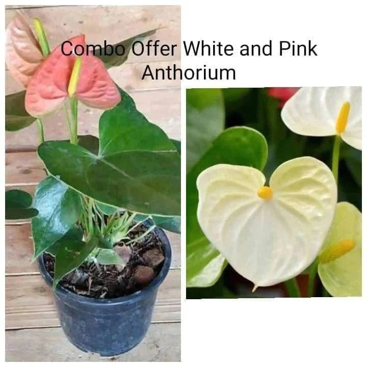 Green Gift Plant Anthurium Pink and White Combo Buy Pink and white Anthurium Plant Online 