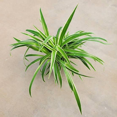 Green Gift Plant Spider Plant