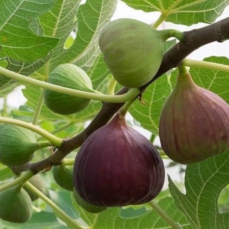 Green Wayanad Agro-Links Plant Israel Fig Buy Fig, Israel Fig Plant Online 