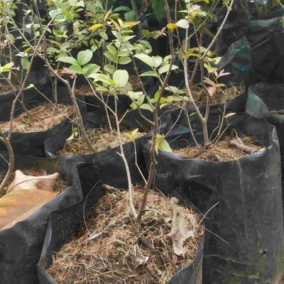 Green Wayanad Agro-Links Plant Jabuticaba Fruit Plant Buy Jabuticaba, Plinia Cauliflower Plant