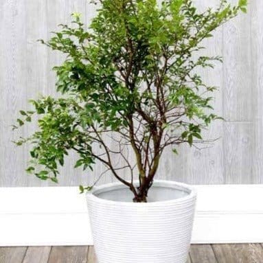 Green Wayanad Agro-Links Plant Jabuticaba Fruit Plant Buy Jabuticaba, Plinia Cauliflower Plant
