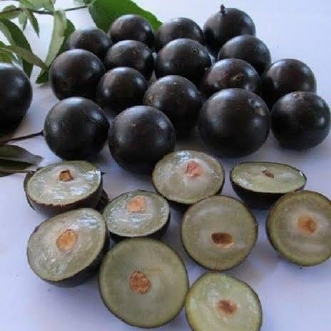 Green Wayanad Agro-Links Plant Jabuticaba Fruit Plant Buy Jabuticaba, Plinia Cauliflower Plant