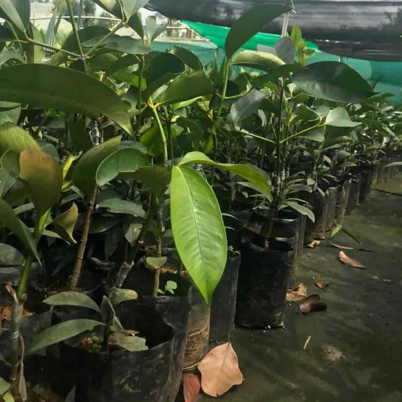 Green Wayanad Agro-Links Plant Mangosteen Buy Mangosteen Fruit  Queen of Fruit Plant