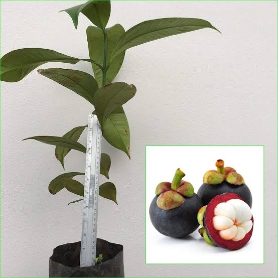 Green Wayanad Agro-Links Plant Mangosteen Buy Mangosteen Fruit  Queen of Fruit Plant