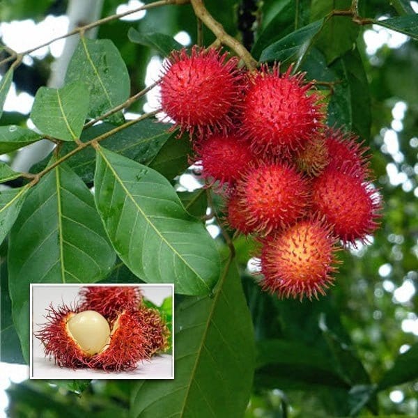 Green Wayanad Agro-Links Plant Rambutan Fruit Plant Buy Rambutan Fruit Plant from Urban Plants 