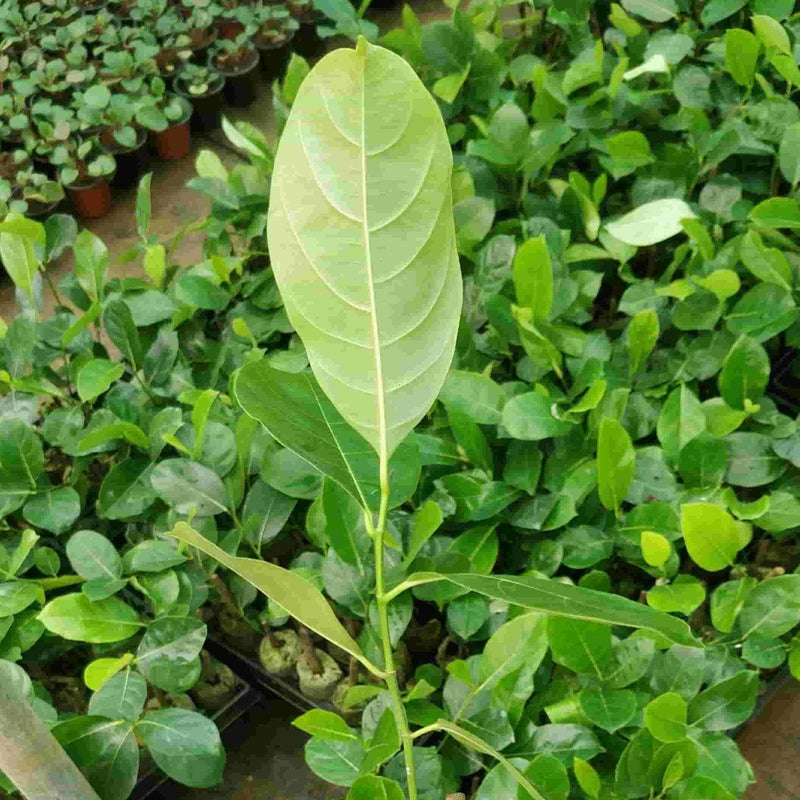 Green Wayanad Agro-Links Plant Vietnam Jackfruit Plant Vietnam Special Jackfruit Plant