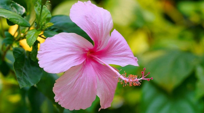 Green world plant Combo of 2 Hibiscus plant Buy Hibiscus Live Plant Online