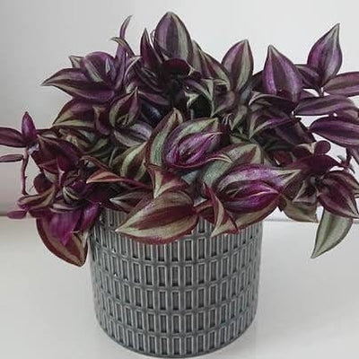 Green world Plant Wandering Jew Plant Buy Inch Plant | Wandering Jew Plant
