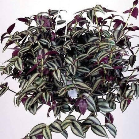 Green world Plant Wandering Jew Plant Buy Inch Plant | Wandering Jew Plant