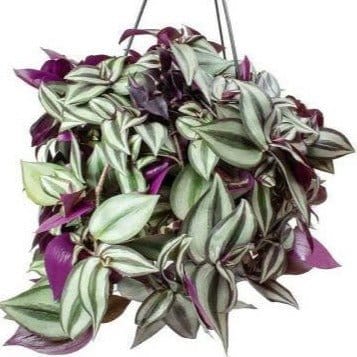Green world Plant Wandering Jew Plant Buy Inch Plant | Wandering Jew Plant