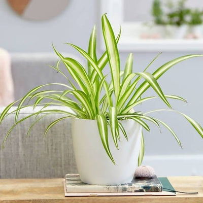 GREENARIUM INDOOR PLANT Chlorophytum Spider Plant Buy Chlorophytum Spider Plant Online