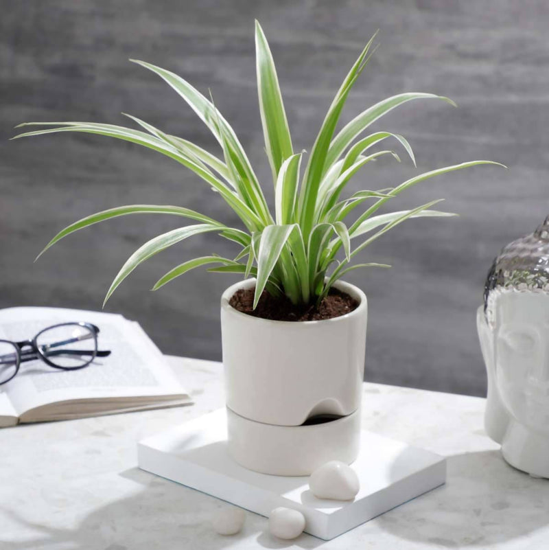 GREENARIUM INDOOR PLANT Chlorophytum Spider Plant Buy Chlorophytum Spider Plant Online