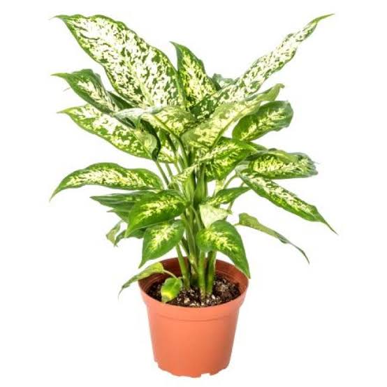 GREENARIUM INDOOR PLANT Snow-white Aglaonema Plant Buy Snow white Aglaonema Plant Online