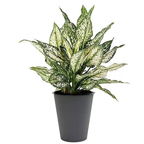GREENARIUM INDOOR PLANT Snow-white Aglaonema Plant Buy Snow white Aglaonema Plant Online